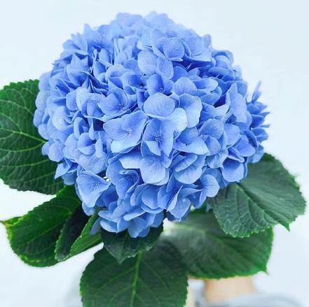 【某朴价6折】海蓝色绣球1支，非常治愈的颜色，花团锦簇的模样特别可爱，蓬松的花头很让喜欢