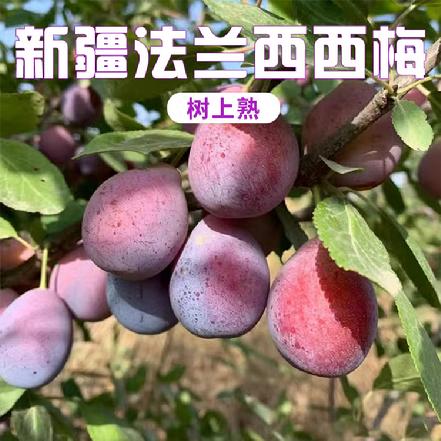 【树上熟】【产地直发】新疆法兰西西梅(中大果)约3斤±50g，皮薄核小，果肉紧实，入口细腻柔嫩