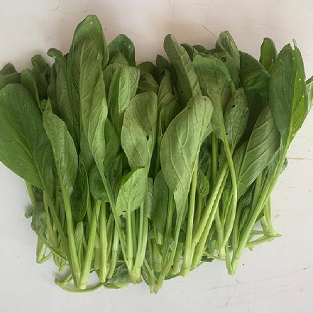 【无农药.】【孩子爱吃的青菜】鸡毛菜350g/份。有机肥种植，不使用任何化学农药、除草剂、激素