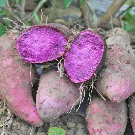 【农户现挖】【自然生长】龙岩客家高山紫山药（2斤起订，来自大山里，原生态种植，粉糯香绵）