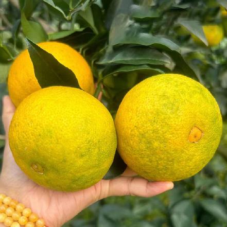 【新品上市】【超好吃】金刚果冻橙（纯甜，肉质细嫩多汁，化渣率100%，市面上很少有）