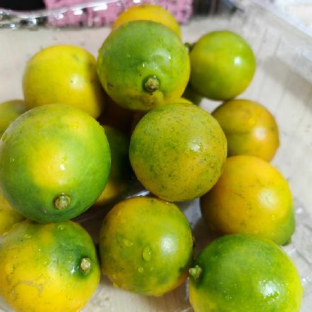 【蕞便宜】【国家地理标志】广西融安脆皮金桔约250g（爽脆，纯甜无酸，不麻嘴，不打蜡）