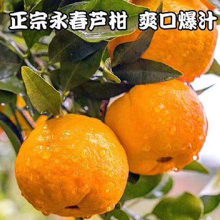 【树上熟】【现摘现发】正宗永春芦柑（高山老树，口感更好）