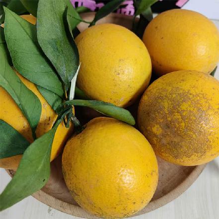 【秒杀】【树上熟】农家现摘桂花香蜜橙（皮薄肉嫩，甜蜜多汁，淡淡的桂花香）