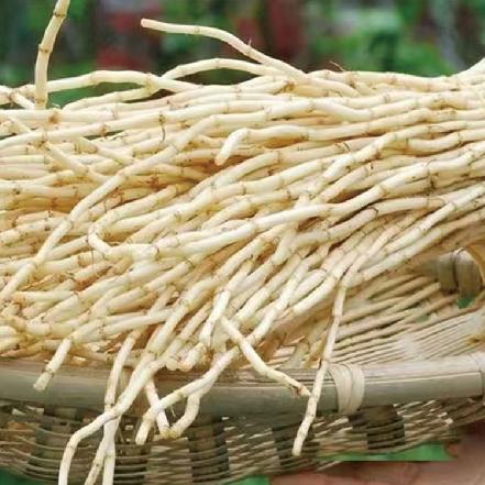 【优质食材】【春菜】山林野生折耳根200g（自然生长，新鲜嫩根，民间中药，清热解毒）