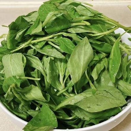 （周三发货）【优质食材】【春菜】漳州华安新鲜枸杞叶100g±2g，精选嫩梢采摘/叶片翠绿鲜嫩/口感清爽