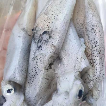 【量少好货】【野生海捕】东山本港鲜活小管400g±20g（没有泡水，又脆又甜肉又厚，不是市场货哦）