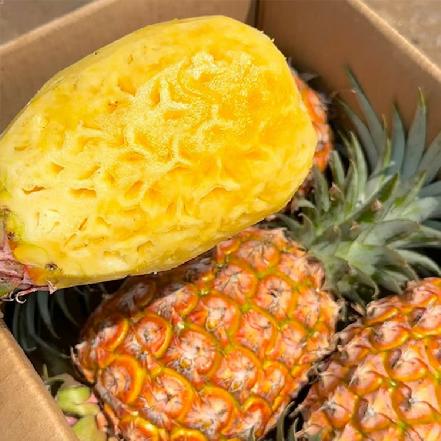 【树上熟】【拜拜首选】一级正宗海南金钻凤梨1.5-1.8斤/个（凤梨闽南寓意“旺来”，口感超赞，香甜多汁）