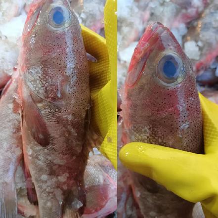 【量少好货】野生海捕石斑鱼，2条/包（日常很少看到的好鱼，号称“海上鸡肉＂，营养价值非常高）