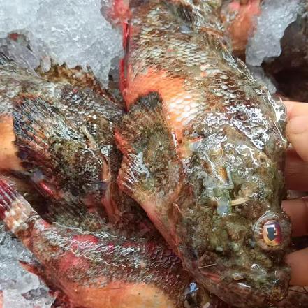 【秒杀】【量少好货】【野生海捕】本港野生小石翁鱼（三去杀好430g±30g/盒，约16条，补钙之王，当之无愧的