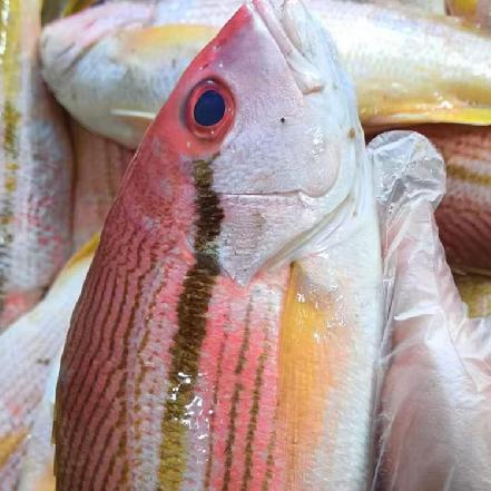 【量少好货】【野生海捕】深海野生赤壁鱼2条/包（250g-450g/条，深海野生鱼，量少，只有1根大刺）