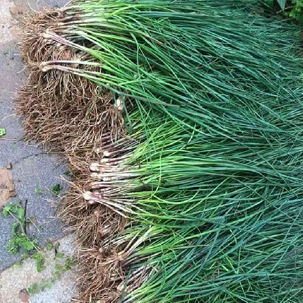 【特色美食】【优质食材】新鲜带叶藠头200g（带叶带须，香脆嫩，可炒腊肉，超级好吃，也可腌渍制成泡菜）