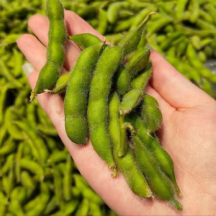 【优质食材】本地农家新鲜毛豆350g