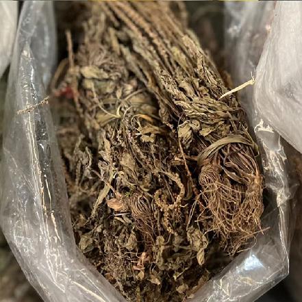 【爱健康】干车前草150g