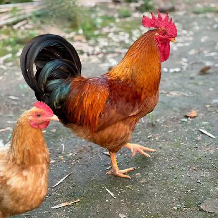 周三周六发货【小象鼎级】【小象自养】高山土鸡（刚打鸣小公鸡）约2-2.2斤，高山放养6个月