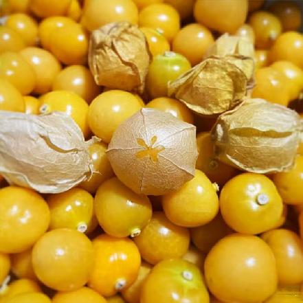 【朴朴价6折，质量更优】姑娘果（金灯果）约200g±10g，清香甜蜜，爆汁
