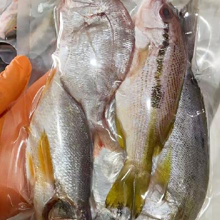 【量少好货】特挑野生新鲜杂鱼，赤宗鱼、赤比、秋哥鱼、英哥鱼各种杂，杀好430g±30g，4-5条/包