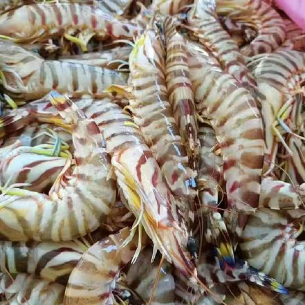 【量少好货】野生海捕大斑节虾500g，约12条，新鲜活冻，味道鲜美