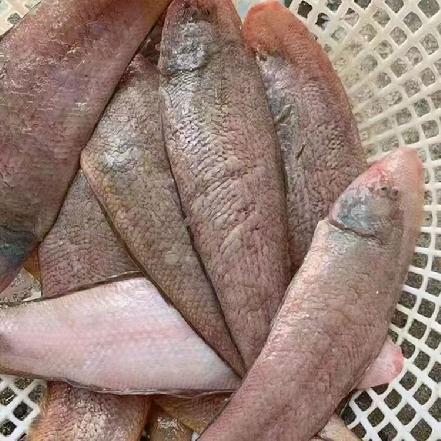 【量少好货】野生大龙舌鱼500g，杀完称重，肉质细嫩，无小刺，“护眼首选”