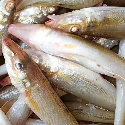 【量少好货】【野生海捕】大金梭子鱼，杀好430g±30g约11条，比普通梭子鱼肉质更嫩、更甜更Q弹，海鲜控懂得