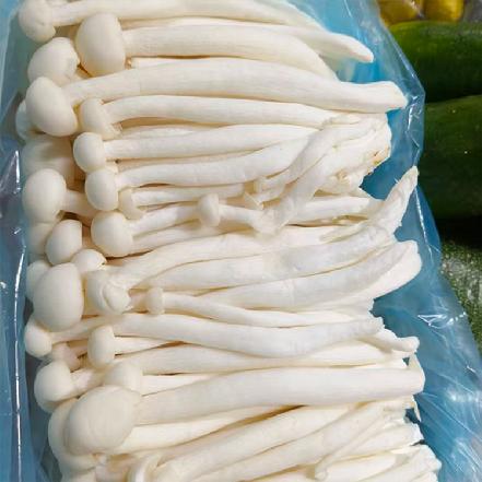 【优质食材】海鲜菇250g