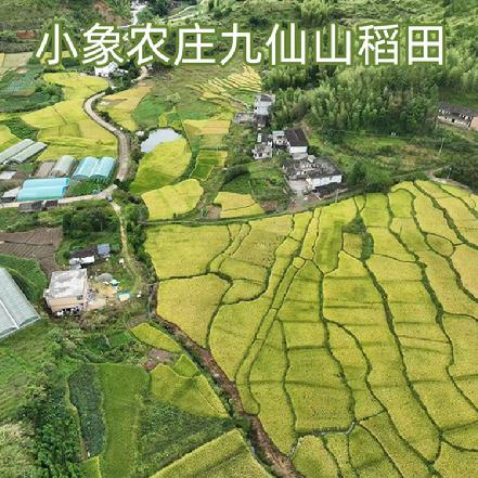 10月10日发货【一高三好】小象农庄高山单季农家新米，海拔1000种植，空气好，土壤好，水好，蕞好的大米