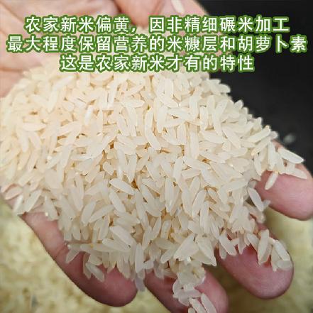 10月15日发货【小象自种】高山单季农家新米，10斤/袋，海拔1000米，生长周期长，一年一季，越嚼越香甜