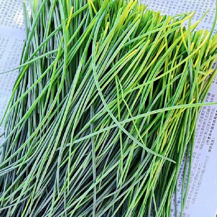 【菜中灵芝】【农家直采】天然种植新鲜采摘沙葱300g±5g（沙漠珍品，营养丰富）