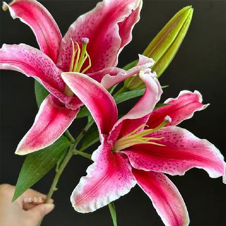 【某朴价6折】黑美人百合1支，有淡淡的花香（加购鲜花保鲜剂，可延长花期）
