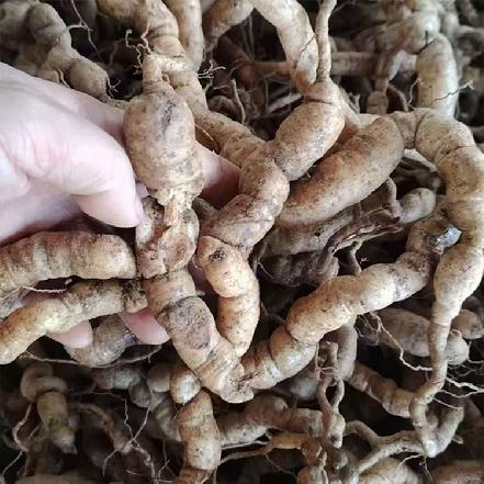 【爱健康】【半野生10年头】新鲜巴戟天200g（有助于强筋健骨，补腰肾，袪风湿，活血通经、舒筋利关节）