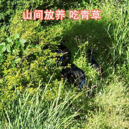 周五配送【拼1只羊】【小象鼎级】【放养1.5年以上】小象高山自养黑山羊肉，带皮带骨，吃草，0抗生素