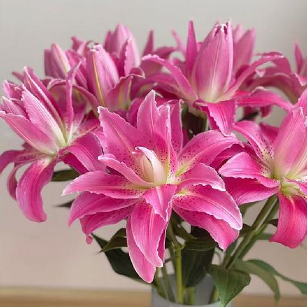 【某朴价6折】重瓣紫莲花百合，3头/支，开的标准的花朵真的像是一朵莲花（另购鲜花保鲜剂，可延长1倍花期）