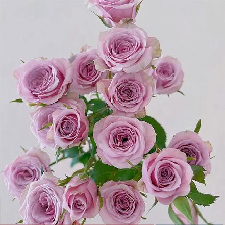 【市价5折】【本周新品】莱拉多头玫瑰1支，层叠的花瓣交织出梦幻的色彩（另购鲜花保鲜剂，可延长1倍花期）