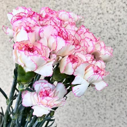 【市价5折】【本周新品】小白菜康乃馨9支，白底带着粉紫色花边（另购鲜花保鲜剂，可延长1倍花期）