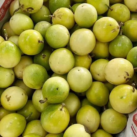 【蕞便宜】【月卡补贴，限1份】海南黄金百香果小果约400g-450g（多拍也是发1份），巨划算，抓紧拍！