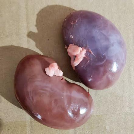 周一发货【小象鼎级】【小象自养1.5年】黑母山羊，羊腰子，吃草，0抗生素，当日现杀