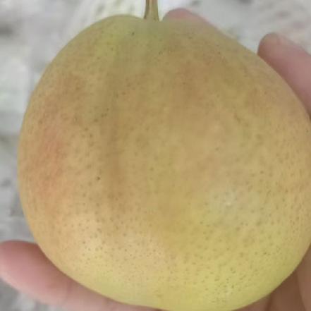【树上熟】【产地直达】新疆爱妃梨（果肉细腻，一口爆汁，又脆又甜，纯甜，糖度17-18度）