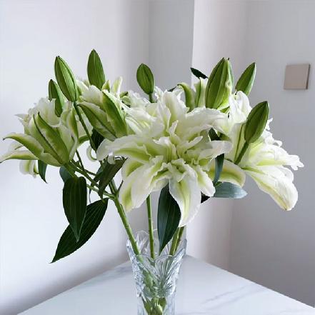 【某朴价6折】艾莎重瓣百合，1支，洁白中带着淡雅的绿，自带清香（另购鲜花保鲜剂，可延长1倍花期）