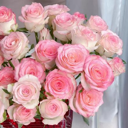 【最便宜】艾莎多头玫瑰，1支，粉边直戳心巴上（另购鲜花保鲜剂，可延长1倍花期）