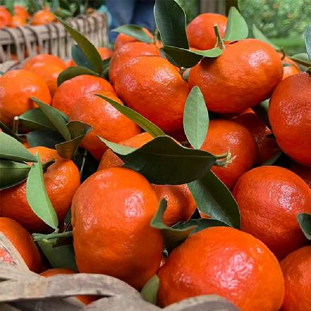 【某朴价6折，质量更优】东方红砂糖橘500g±50g