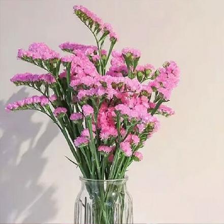 【蕞便宜】粉色勿忘我