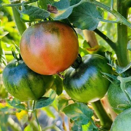 【秒杀】【自然熟】农家海边沙地草莓番茄500g±50g（不是大棚，有太阳味道，比普罗旺斯还好吃的西红柿）