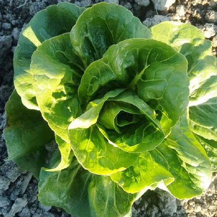 【无农药.】【孩子爱吃 】甜油麦约350g/份。有机肥种植，不使用任何化学农药、除草剂、激素