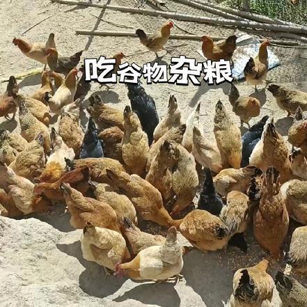 【1只切块】（周三周六发货）小象自养高山土鸡(小母鸡），含内脏约2-2.2斤，【小象鼎级】【吃无农药蔬菜】