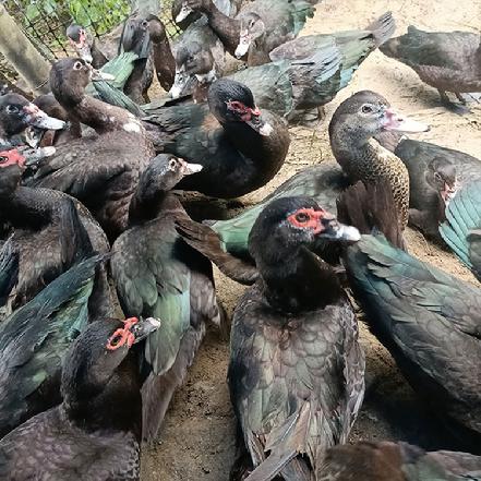 【1只切块】（周三周六发货）小象自养正番鸭（母），约3-3.4斤，【小象鼎级】【吃无农药蔬菜】