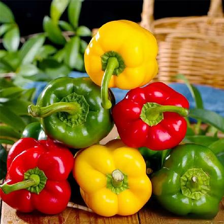 【农家现摘】【不泡药】永春高山水果彩椒400g（有机种植，可生吃的彩椒，适合沙拉、凉拌、炒肉）