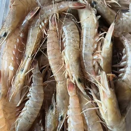 【量少好货】野生海捕油虾500g（鲜度杠杠的，补钙超级棒，🦐肉质鲜嫩，补钙第一名）