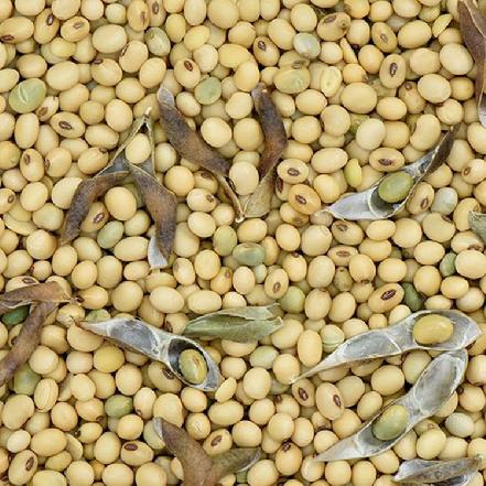 【健康粗粮】“姥家莱”笨黄豆约499g