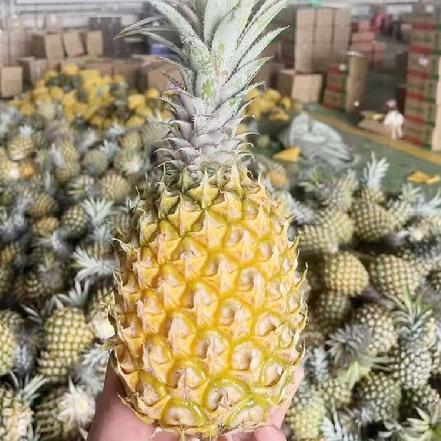 【蕞便宜】海南菠萝（3.2斤起订）