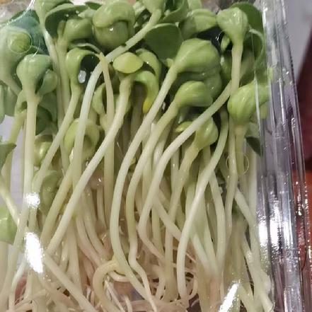 【秒杀】【优质食材】黑豆豆芽300g（营养价值更高）